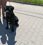 cane corso okazja