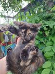 Срочно шукають родину 2 кошеня. Срочно ищут дом 2 котенка