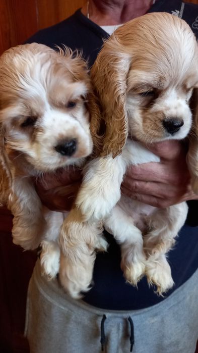 Дівчатка і хлопчики американський кокер-