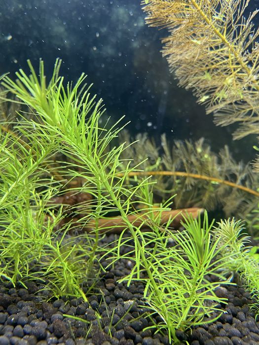 Pogestemon erectus -Roślinka akwarystyczna