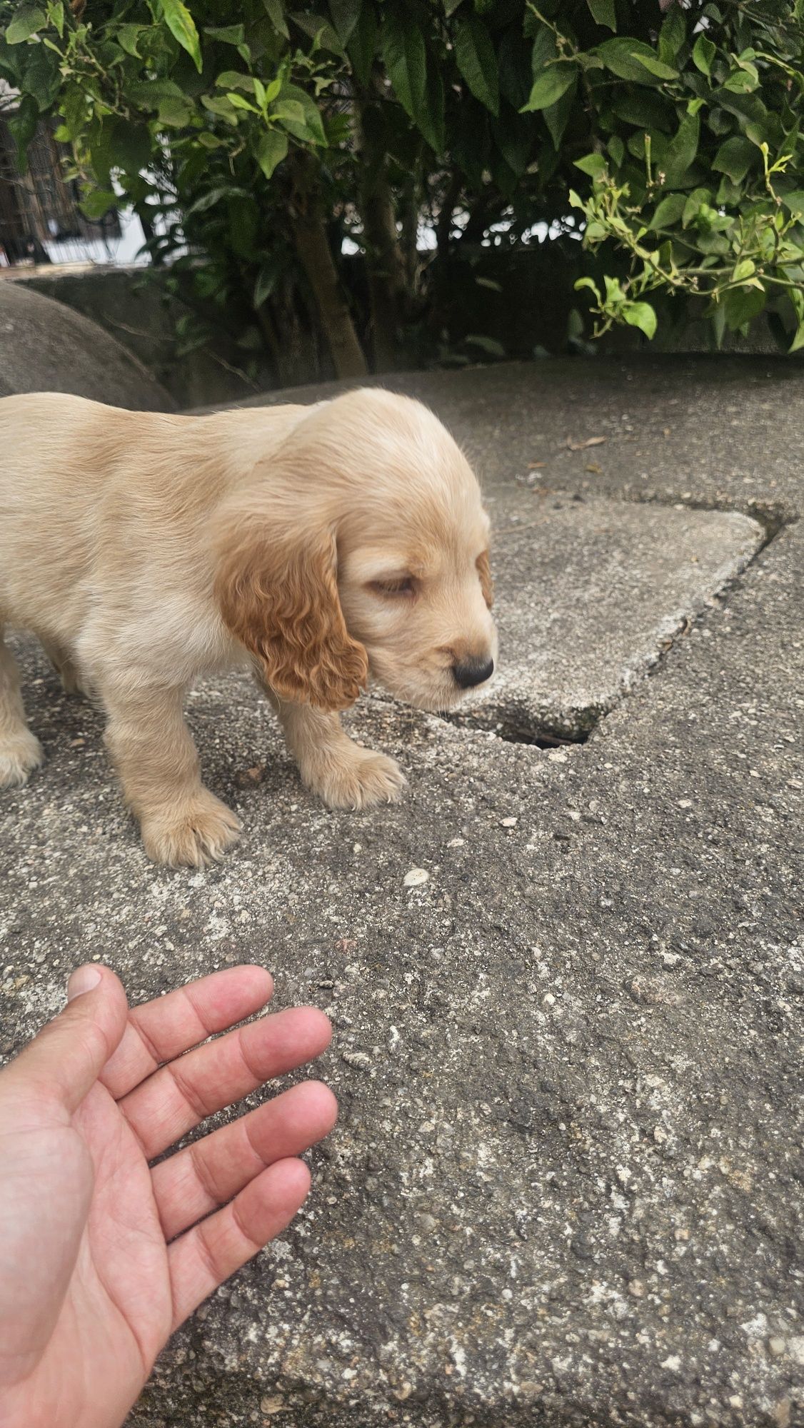 Cocker spaniel dourado