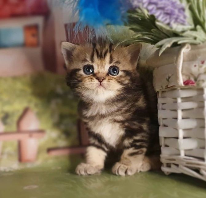 Очень милые котята