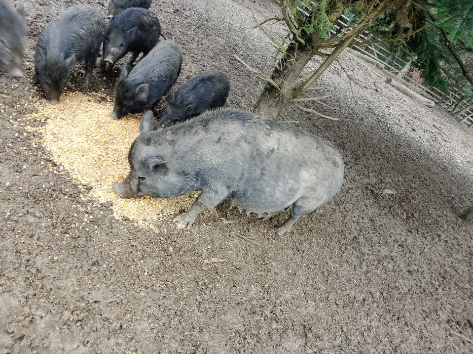 Sprzedam parę świnki wietnamski