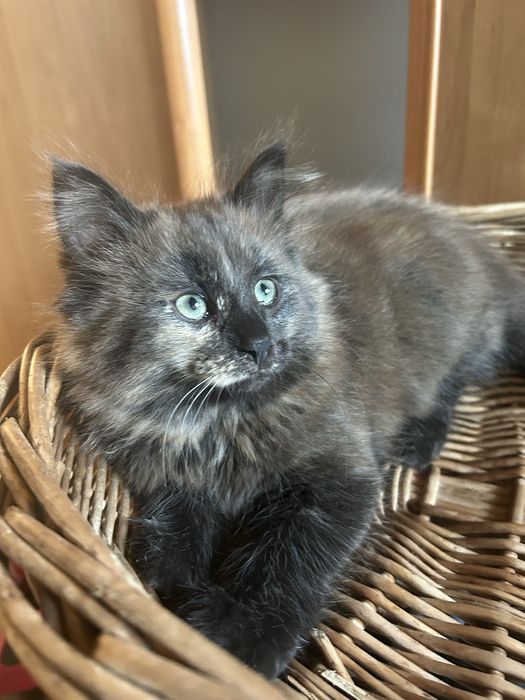 Koteczka Norweska Lesna / FPL