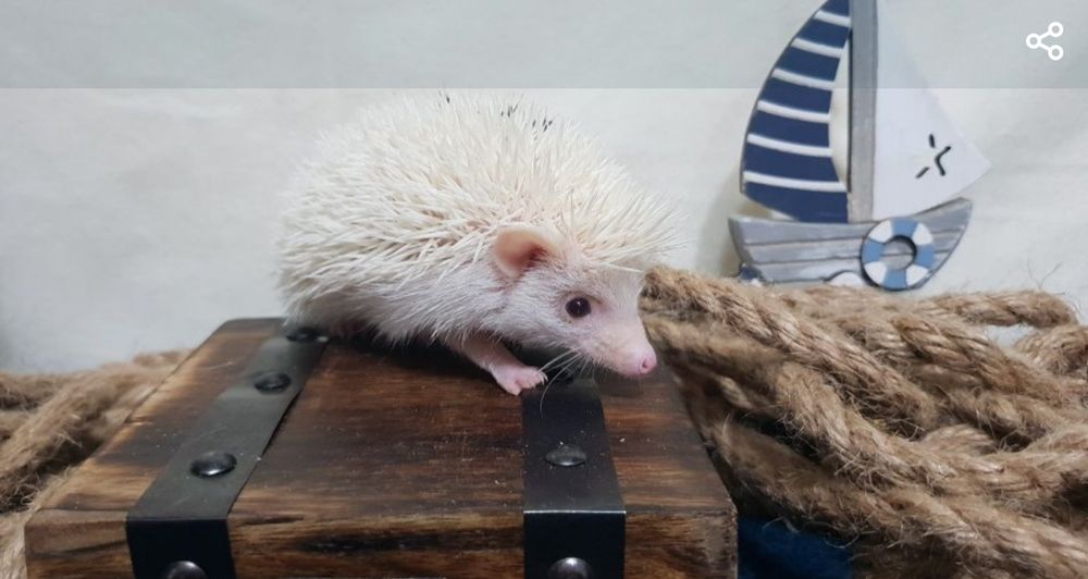 Jeż Jeżyki Jeżolki Jeż Pigmejski Jeż Afrykański DOWÓZ