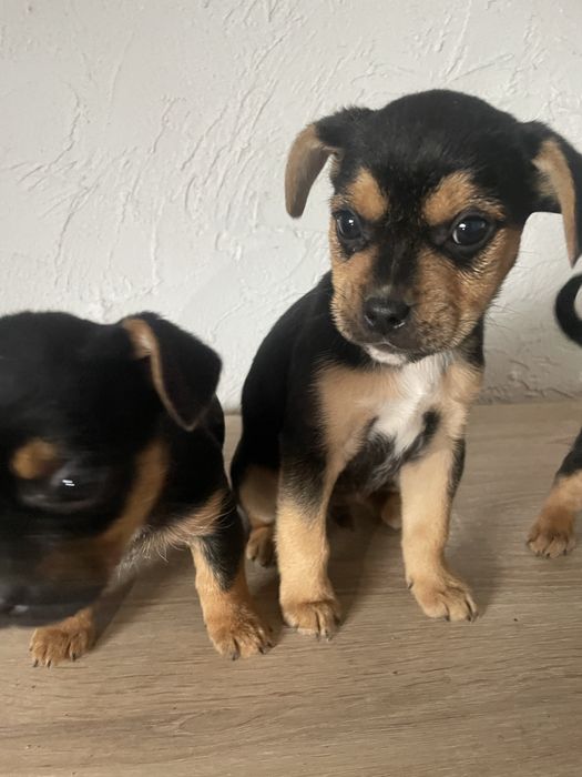 Przecudny piesek suczka  buldog francuski