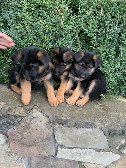 Продаються цуценята