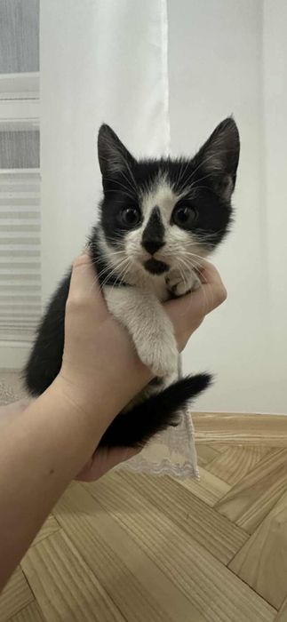 Oddam kotki w dobre ręce  ogłoszenie prywatne