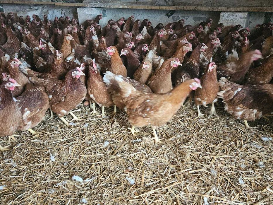 Kura nioska Tetra brązowa z jajkiem transport Gratis