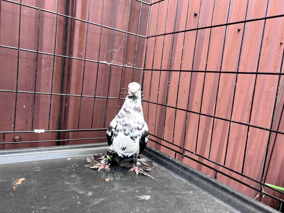 Motyl Warszawski 2023r Samica