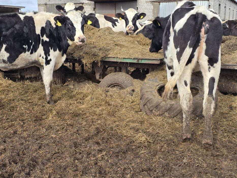 Jalówki do zacielenia