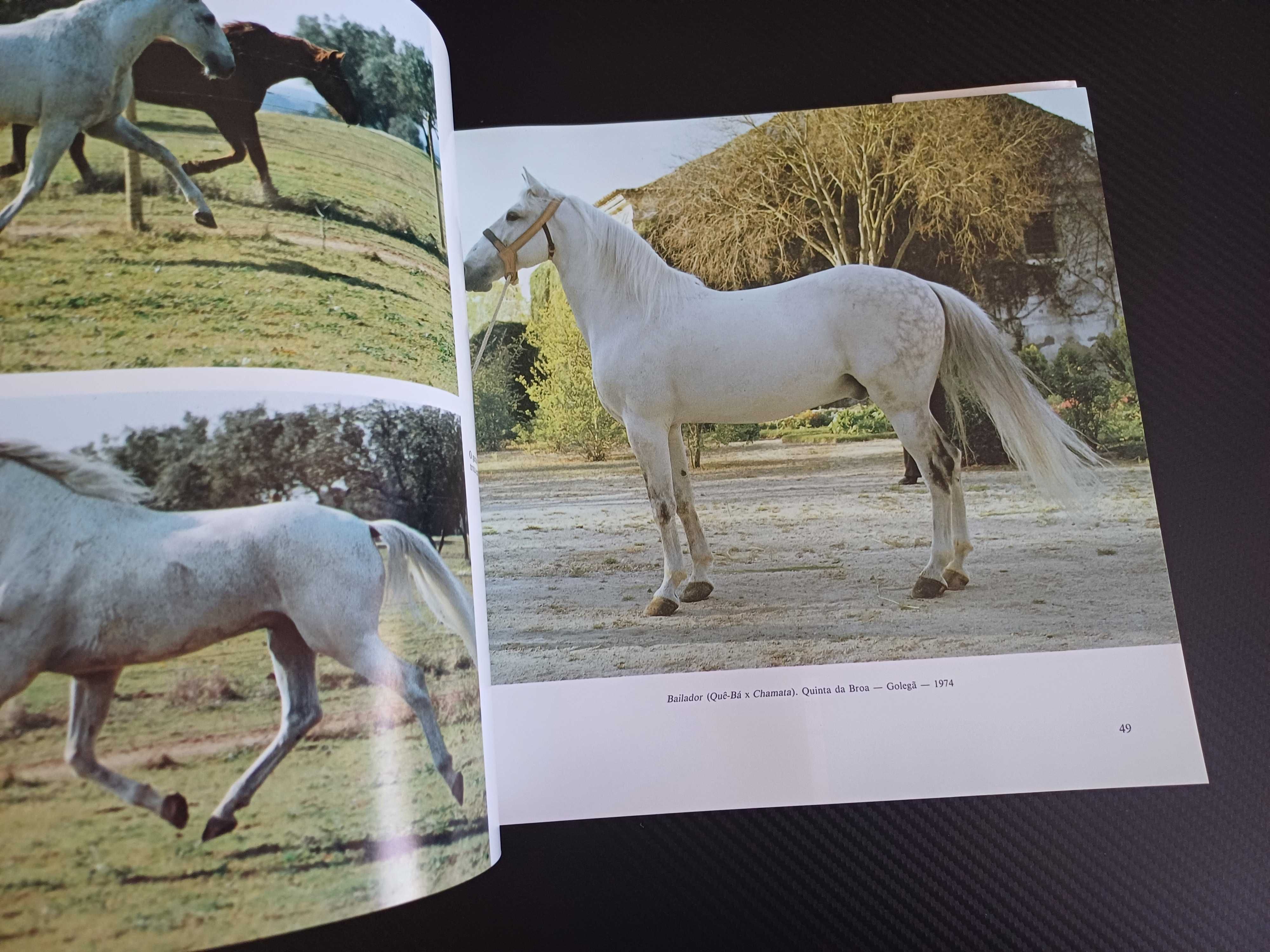 Cavalo Lusitano - Filho do  Vento