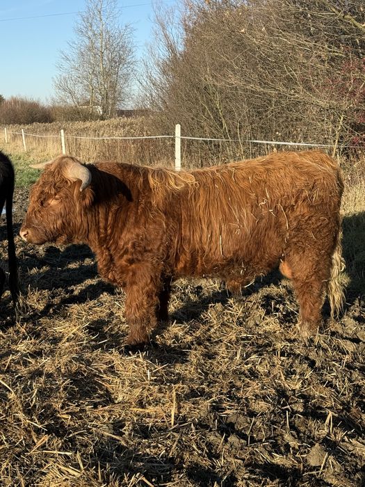 Byk , bydło szkockie Highland Cattle