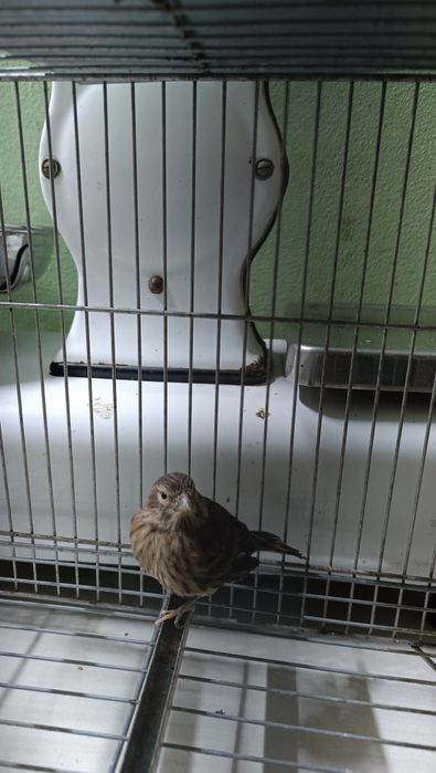 Híbrido de pintarroxo