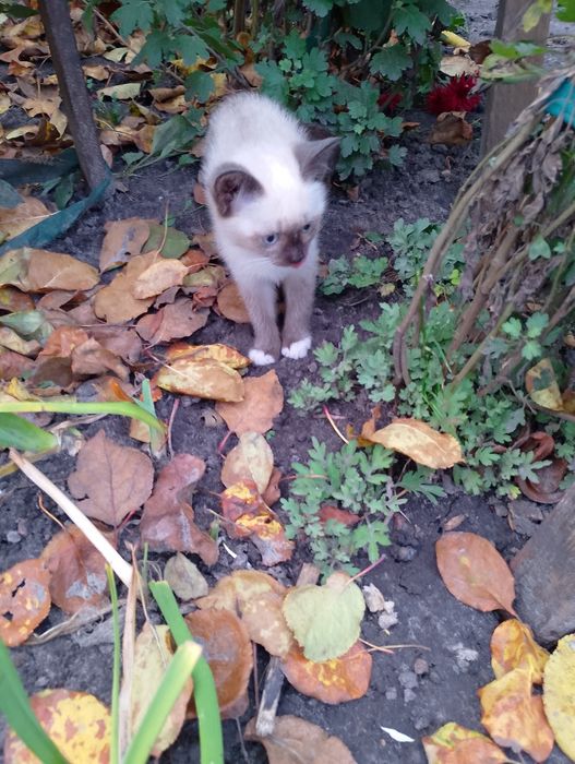 Кошенята в добрі руки.