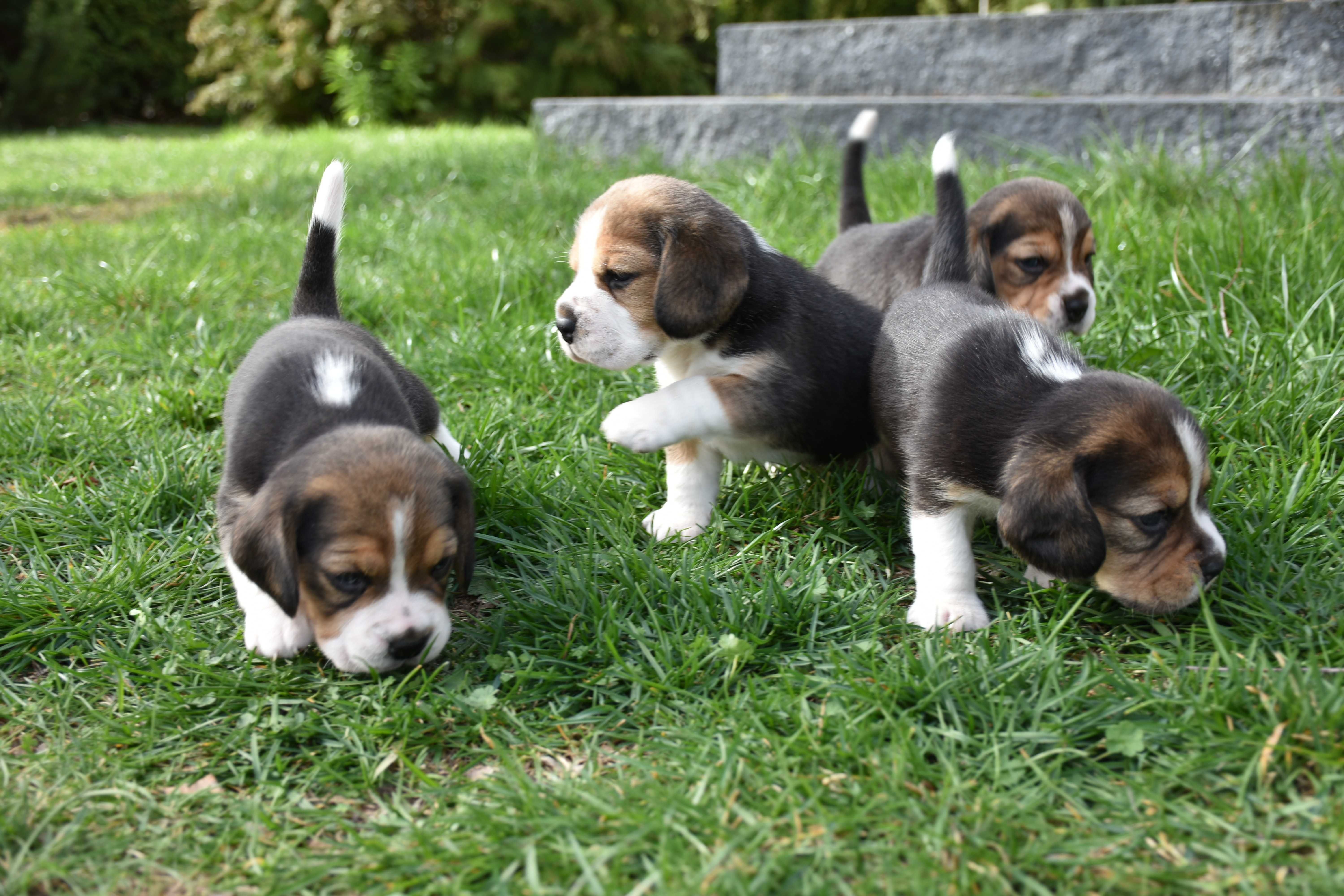 Cudowny chłopiec Beagle ZKwP (FCI) po championie gotowy na nowy dom