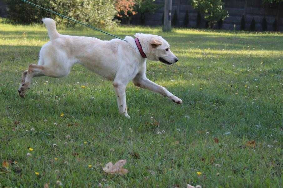 Labrador mix Ciastek Szuka domu -schronisko Bełchatów-aktualne