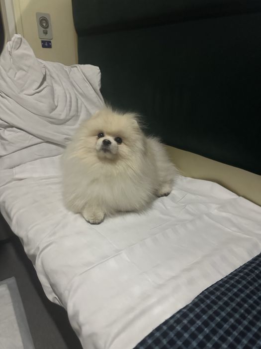 Шпіц, 2 роки, віддам в добрі руки