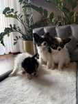 Papillon Spaniel kontynentalny miniaturowy szczeniak piesek