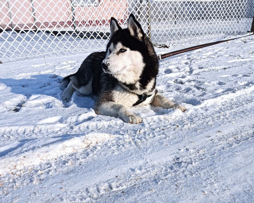 Zapowiedź miotu szczeniaczków Siberian husky.