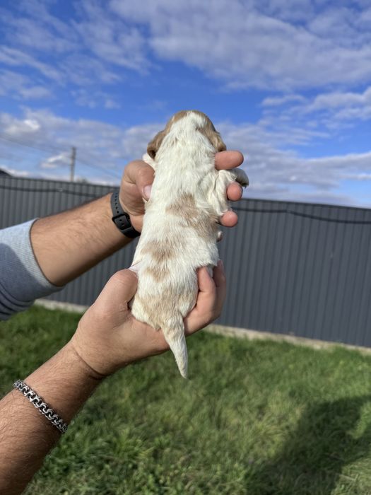 Цуценята англійського кокер спаніеля