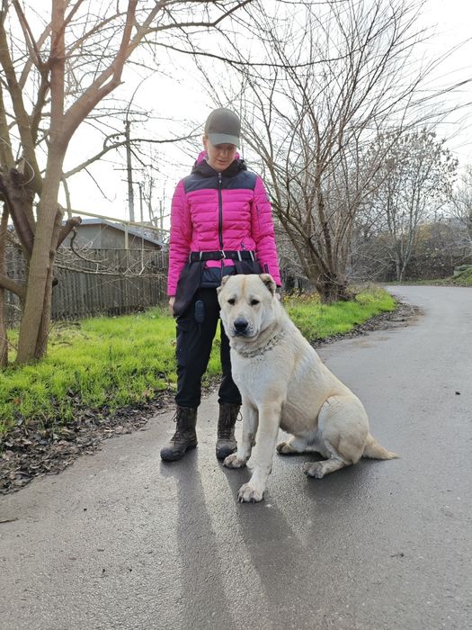 Кінолог, дресирування собак