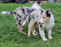 Owczarek szkocki Collie typ amerykańsko-angielski szczeniak blue-merle