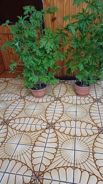 Dom i ogród kwiaty  doniczkowe Geranium inaczej Anginka