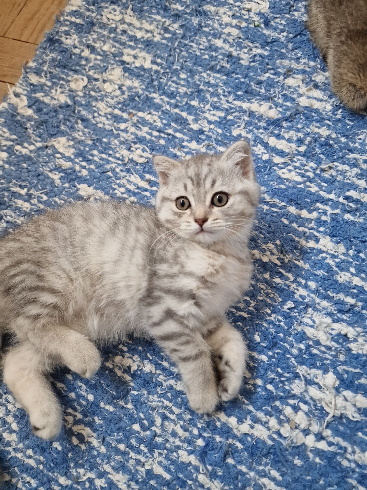 Scottish fold fêmea