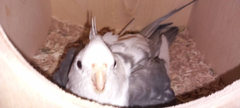 Caturras para criar à mao