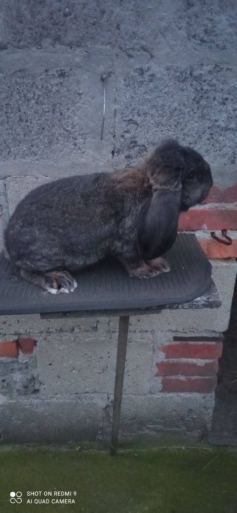 Sprzedam króliki Barany Francuskie