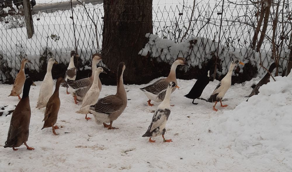 Gąska Kubańska, Indor Staropolski, KACZKI Biegus, ostatnie z 2025r