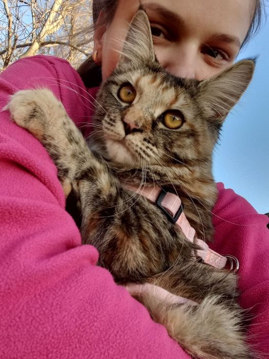 Уважно читати Мейн куни котята.