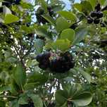 Aronia świeżo rwana