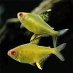 Tetra Limão - (Hyphessobrycon Pulchripinnis)