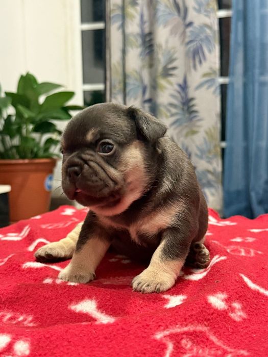 Buldogue Frances Black and Tan