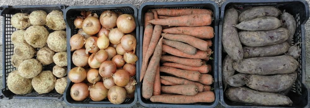 Cebula, marchew, buraczki czerwone, seler korzeń