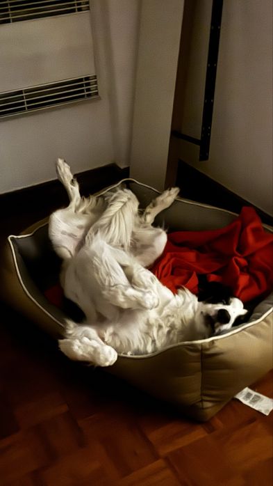 Ziggy - a quem tiver tempo e afeto