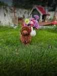 Pudel Toy-Miniaturka Red Brown SUNIA.