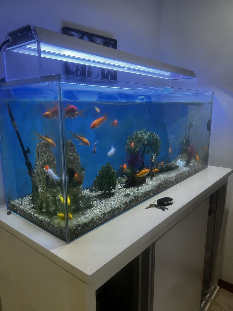 Aquario como novo + movel + filtros