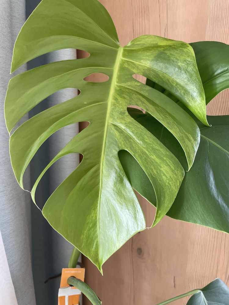 Monstera aurea marmorata 4 listny szczyt