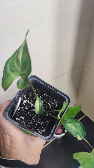 Syngonium Three kings