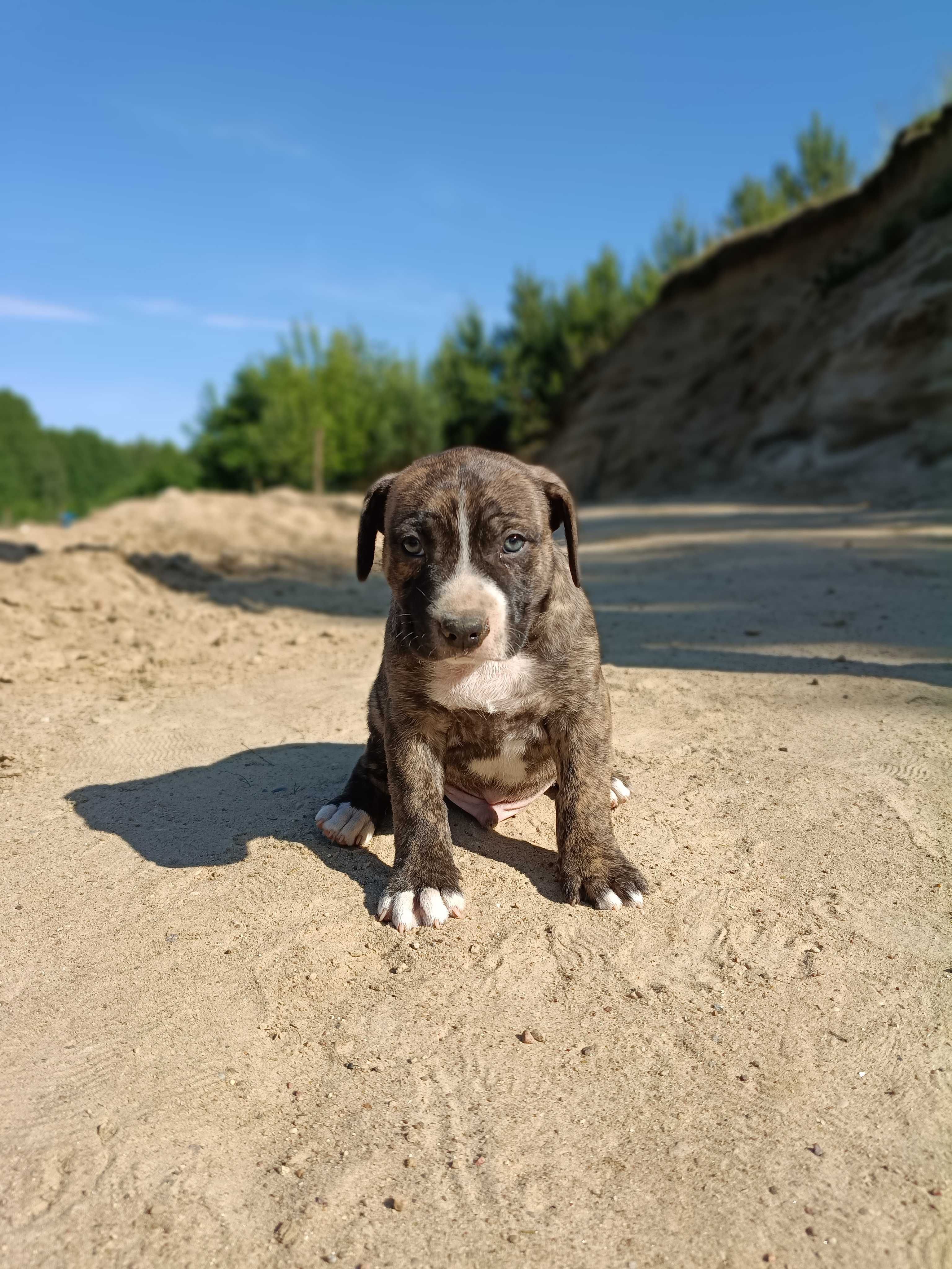 Amstaff samiec pręgowany ostatni