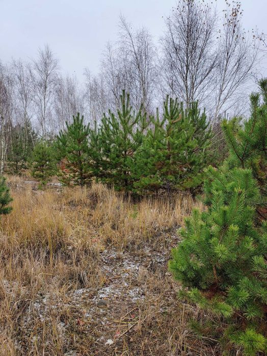 Oddam za darmo choinki 2m 4m 5m