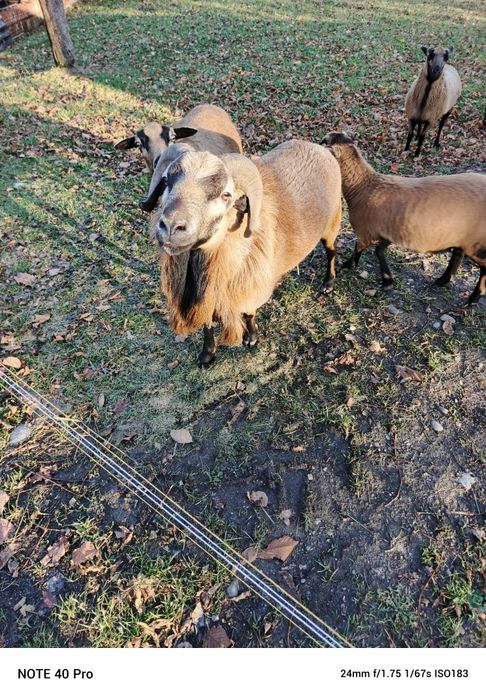 Tryk kameruński sprzedam