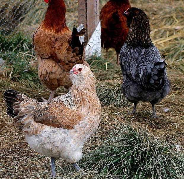 Яйце інкубаційне Мікс Пасхальний (Україна)