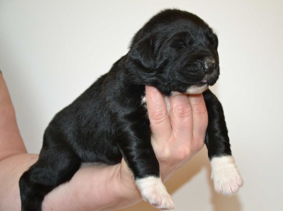 Owczarek środkowoazjatycki FCI