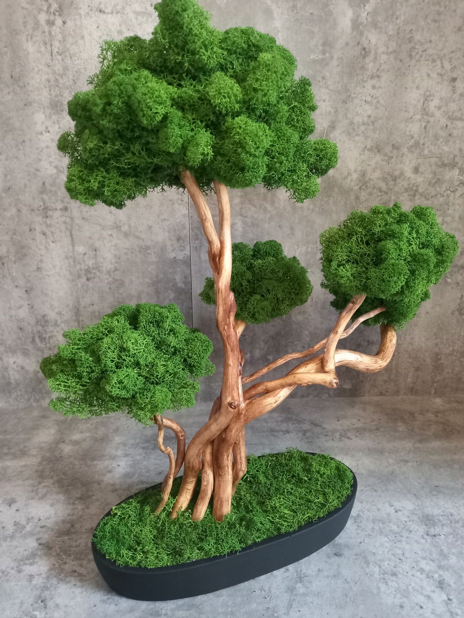 Drzewko Bonsai.50 cm.Prezent. Mech Chrobotek. Dekoracja wnętrz