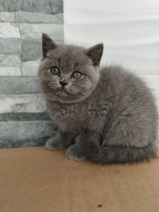 Gatinho Scottish Straight