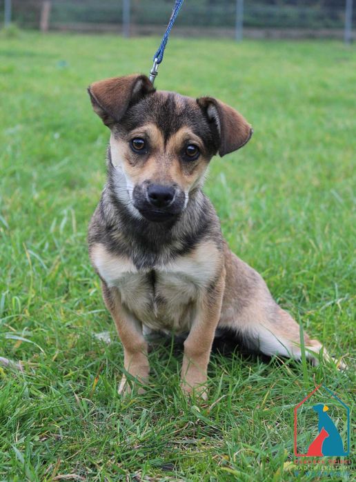 Malutki szczeniak czeka na dom